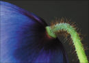 Himalayan Blue Poppy 1